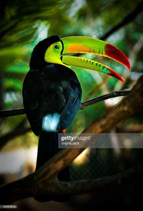 Keel-billed Toucan, Rainbow-billed Toucan | Nicaragua, Nicaragua travel ...