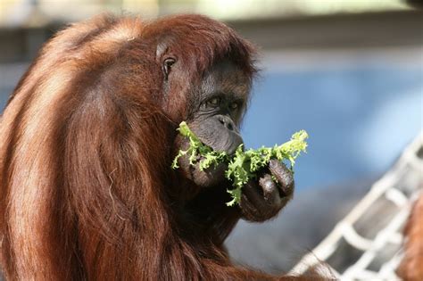 Phoenix Zoo | Zoo, Animals, Phoenix arizona