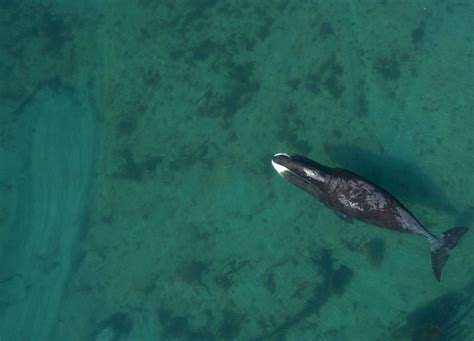 Bowhead Whale: Species Facts, Info & More | WWF.CA