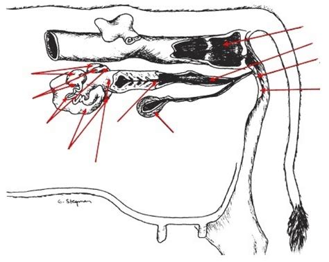 Cow Reproductive System Diagram | Quizlet