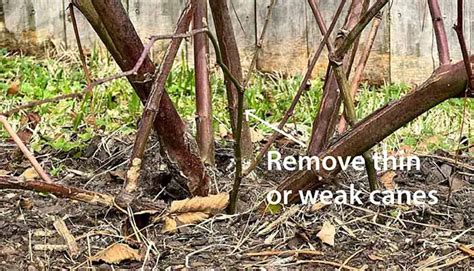 The Ultimate Guide to Pruning Blackberries (+ Video) – The Fruit Grove