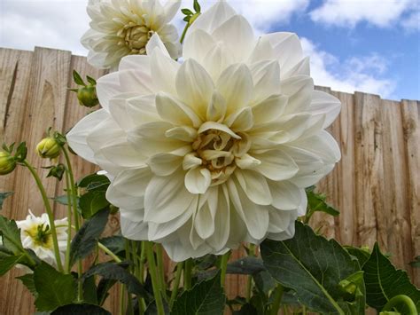 Australian Dahlias and Tubers: Varieties of Stunning White Dahlias