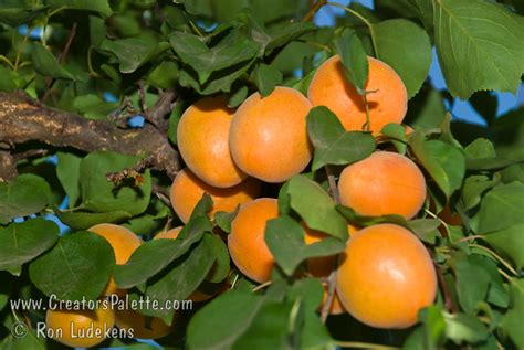 Chinese Apricot (aka Mormon Apricot) - Prunus armeniaca sp ...