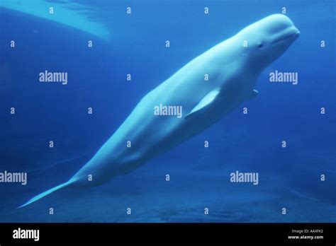 Beluga whale in captivity in Vancouver aquarium Stock Photo - Alamy