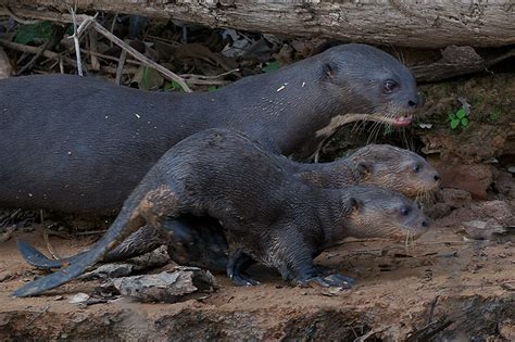 Baby Giant River Otters | Sean Crane Photography