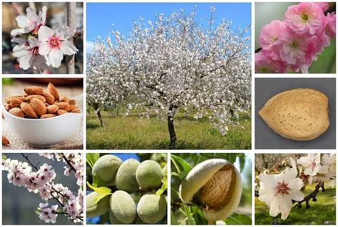 12 Different Types of Almond Trees & Identifying Features