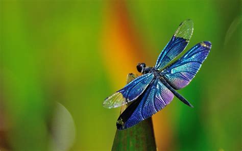 Dragonfly Desktop Wallpapers - Top Free Dragonfly Desktop Backgrounds ...