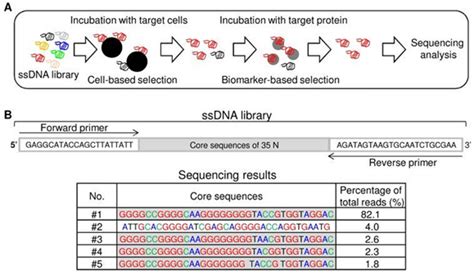 c-Kit: Tumor Progression and Therapeutic Opportunities | Sino Biological