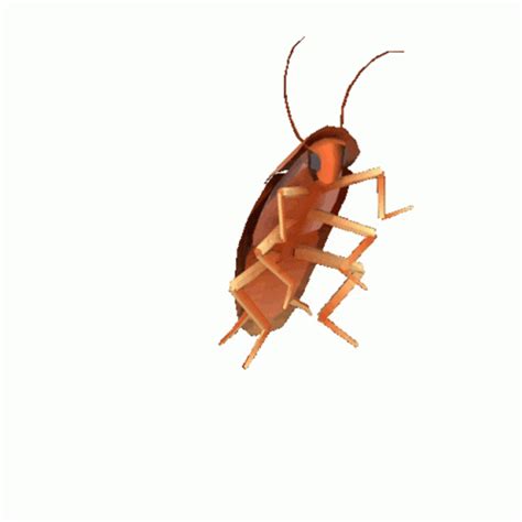 Roach Cockroach GIF - Roach Cockroach Meme - Discover & Share GIFs