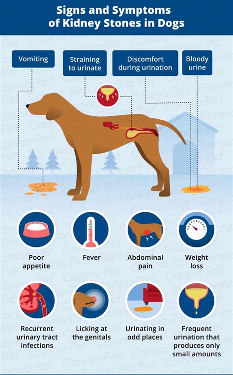 Symptoms of Kidney Stones in Dogs | Canna-Pet®