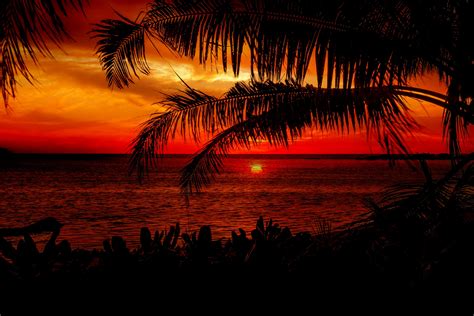 Sunset Beach Palm Trees Free Stock Photo - Public Domain Pictures