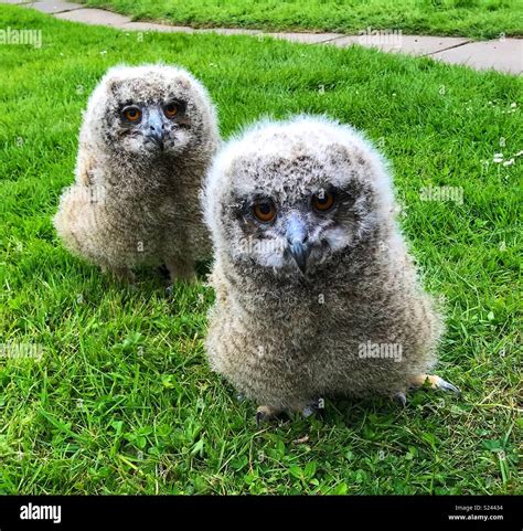 Baby owlet fluffy eagle owl hi-res stock photography and images - Alamy