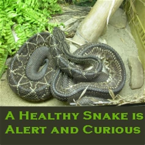 Tips for pet snake care