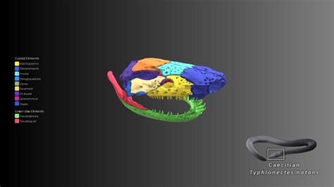 Caecilian skull anatomy - 3D model by Blackburn Lab (@ufherps) [fa26901] - Sketchfab