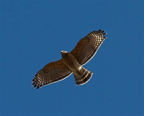 Birding Club of Delaware County: Red-shouldered Hawks Nesting in Chester Co