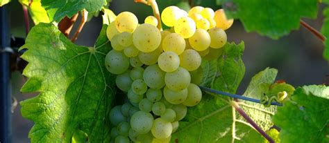 Italian Grape Varieties – White Wine