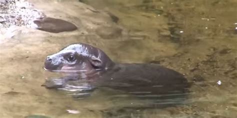 Baby Pygmy Hippo Goes Swimming At Melbourne Zoo | HuffPost UK