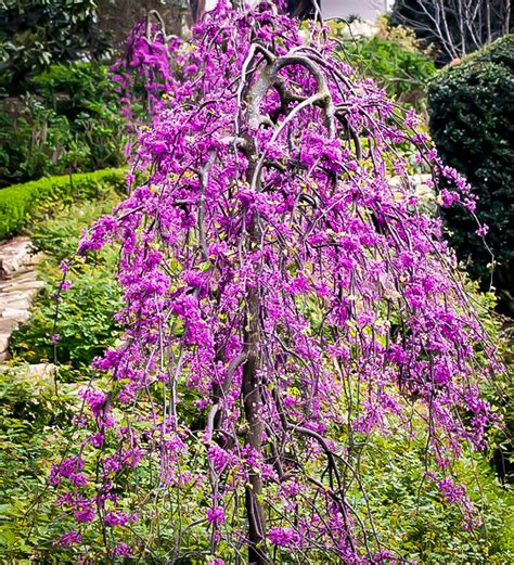 Ruby Falls Weeping Redbud Trees For Sale | The Tree Center™