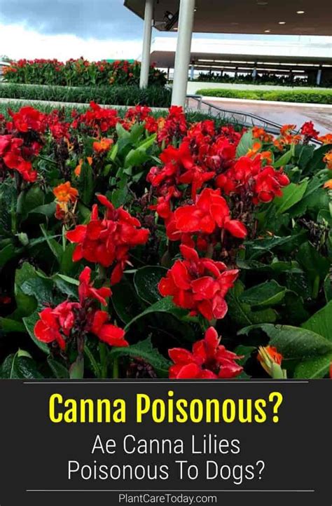 red flowers with the words canna poisonous? in front of them and an image of a building