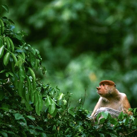 Kota Kinabalu travel - Lonely Planet | Malaysia, Asia