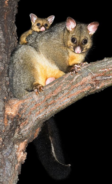 Common brushtail possum - Wikipedia