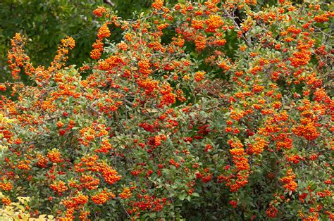 Growing the Firethorn Pyracantha Coccinea