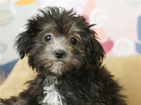 Malti Poo-DOG-Female--2675518-Animal Kingdom | Puppies N Love