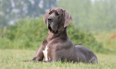 Gran danés: una raza de perro 'gigante' de naturaleza amistosa - Foto 1