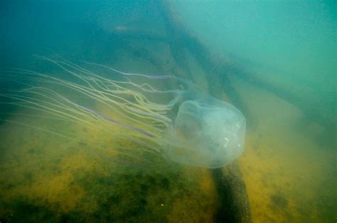 Box Jellyfish: Antidote for World's Most Venomous Animal Potentially Discovered by Scientists ...