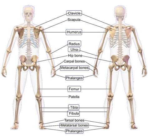 Human Bone Anatomy / Skeletal System Anatomical Chart Laminated Human Skeleton Anatomy Poster ...