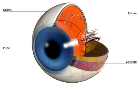 La función de la esclerótica en un ojo humano - Medicina Básica