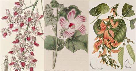 From temple walls to Instagram: The long and rich history of botanical ...