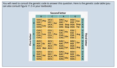 Solved A tRNA anticodon has the following sequence: 3' CAG | Chegg.com