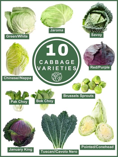 Discover 10 Cabbage Varieties & Their Exciting Uses! - Salads with ...