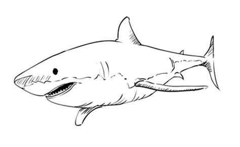 How to Draw a Great White Shark – Sketchbook Challenge 14 Sketchbook Drawings, Easy Drawings ...