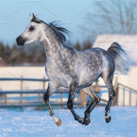 a gray horse is galloping in the snow