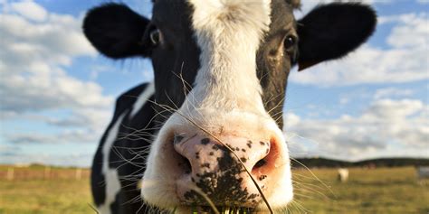 Argentina Scientists Are Now Attaching Backpacks To Collect Cow Farts | HuffPost