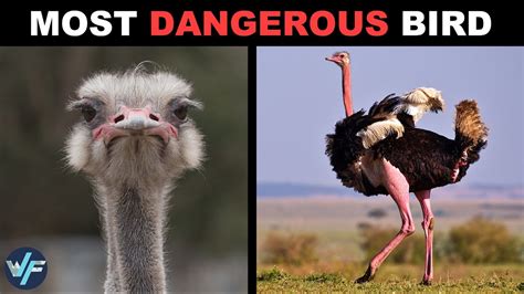 Ostrich - The Biggest and Most Dangerous Bird on Earth - YouTube