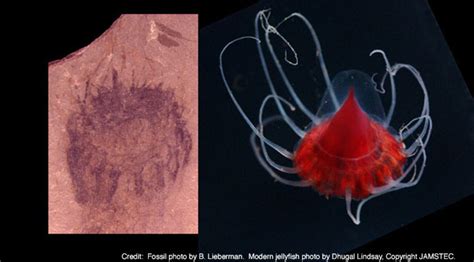 Oldest Known Jellyfish Fossils Found | Live Science