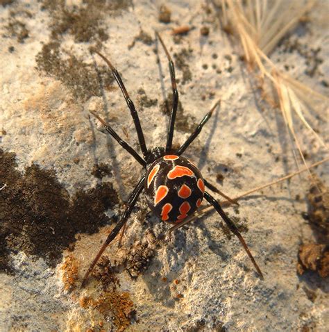 Latrodectus tredecimguttatus - Wikipedia