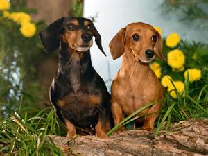 Top 10 Best Dog Breeds in the World in 2015