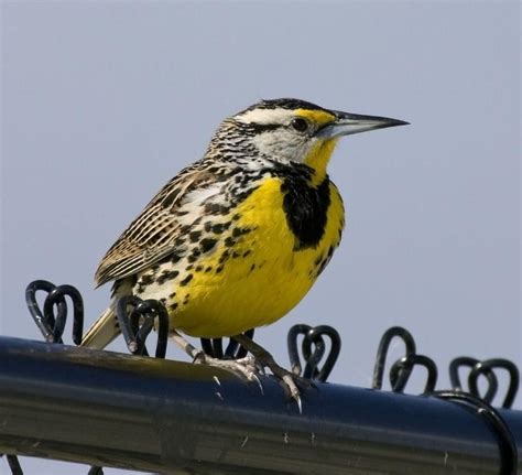 Birds of The World: Meadowlarks (Icteridae)