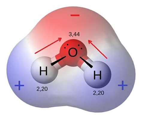 Describe the Polarity of a Water Molecule