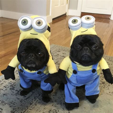 Wait a Minute, is This a Pug? Check Out Our 30 Favorite Pug Costumes! - Hop to Pop