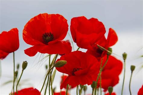 Poppy Flower Meaning and Symbolism in the Language of Flowers - Petal Republic