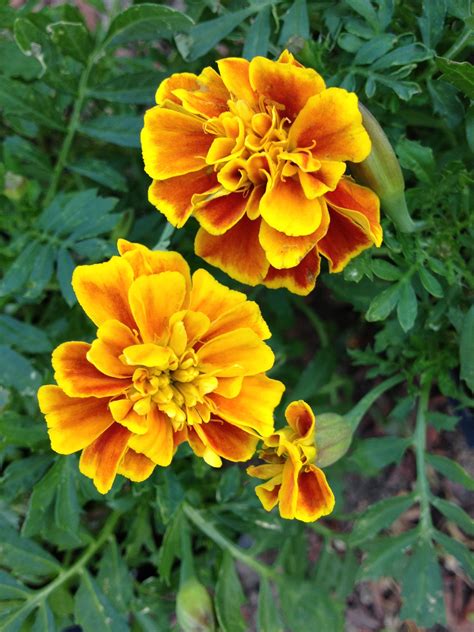 Marigolds: Beautiful Flowers for Your Garden