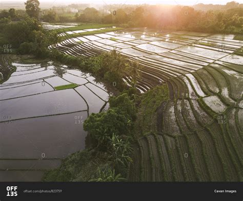 Aerial view of rice fields stock photo - OFFSET