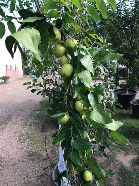 The Jujube Tree - Guzman's Garden Centers