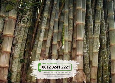 Jual Bibit Pohon Bambu Petung / Betung - CariBibit.com