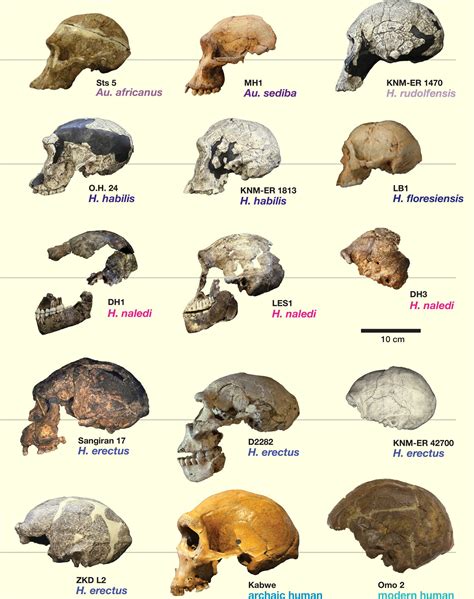 Homo naledi Had Small but Surprisingly Complex Brain ...